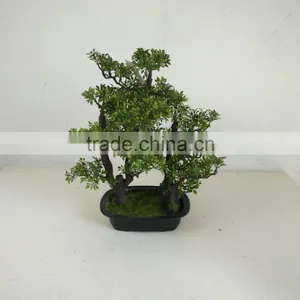 Small Bonsai Tree Wholesale thumbnail-5