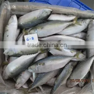 Frozen Indian Mackerel thumbnail-4