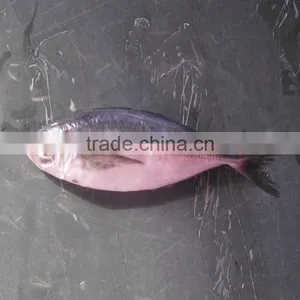 Canned Fish Horse Mackerel Japanese Horse Mackerel Fish thumbnail-1