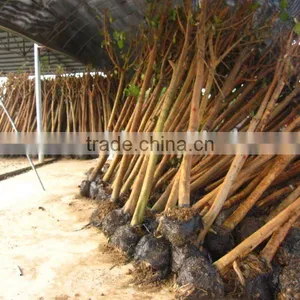 Ficus Religiosa Green Live Plants thumbnail-1