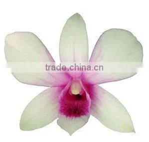 D-001 : DENDROBIUM SAILUNG ORCHID thumbnail-1