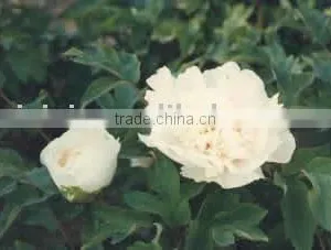 Tree Peony Plant Root Qing Xiang Bai thumbnail-1