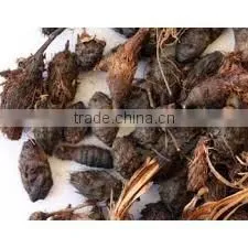 Cyperus Scariosus thumbnail-1