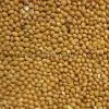 Yellow Broomcorn Millet thumbnail-1