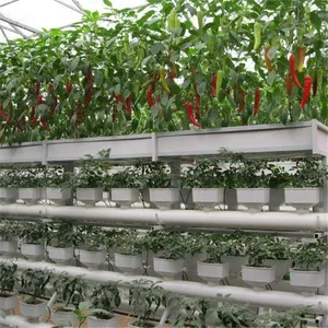 Glass Greenhouse for Agriculture Farming, Farming Glass Greenhouse thumbnail-4