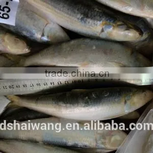 Sardine for Fish Bait From China Size 60 - 70 Pcs/ctn thumbnail-3