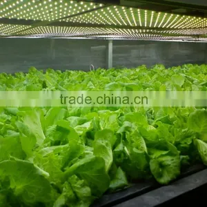 Indoor Plant Tissue Culture Lights Full Spectrum Led Grow Light for Greenhouse thumbnail-1