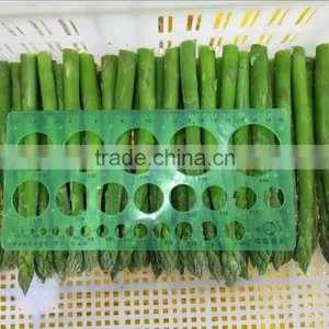Frozen Fresh Green Asparagus thumbnail-1