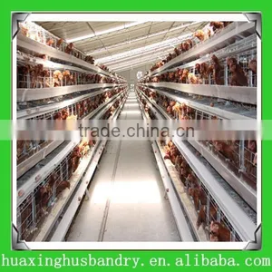 Broiler Chicks/poultry Farm and Agriculture Equipments thumbnail-3
