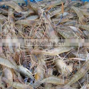 JY-30 Best Quality Shrimp Grading Machine thumbnail-4