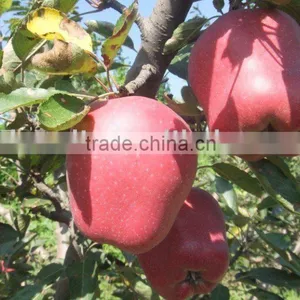 Red Delicious Apple thumbnail-1