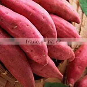 JAPANESE SWEET POTATO HIGH QUALITY, GOOD PRICE thumbnail-3