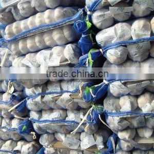 Fresh New White Garlic thumbnail-1