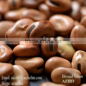 Broad Beans thumbnail-1