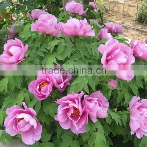 Paeonia Suffruticosa Andrews Peony Seedling thumbnail-2