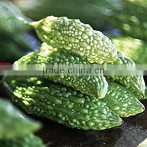 10% Charantin Bitter Melon Extract Powder thumbnail-5