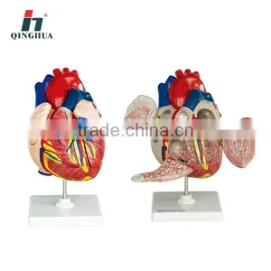 Human Heart 3 Times thumbnail-1