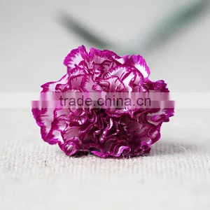Wholesale Fresh Carnation Cut Flower Prices thumbnail-1