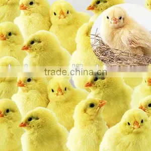 New Type Electronic Chicken Mouth Cutting Machine/chicken Debeaking Machine thumbnail-5
