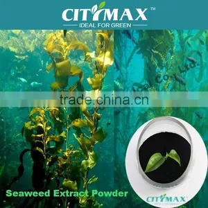 HOT!!! Seaweed Kelp Alginate Amino Acid From Ascophyllum Nodosum Source thumbnail-1