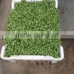 Automatic Bean Bud Seeding Machine With High Quality Best Price thumbnail-6