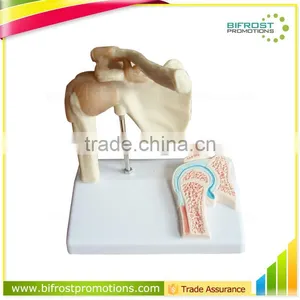 Shoulder Plastic Education Human Body Anatomy Model thumbnail-1