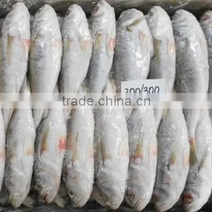 Frozen Silver Croaker Whole thumbnail-2