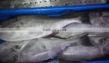 Leatherjacket Fish thumbnail-1