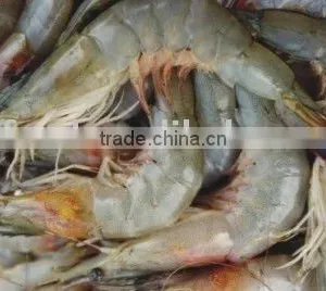 Fresh Shrimp thumbnail-1