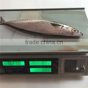 Chub Mackerel Frozen Whole Frozen Mackerel Bait for Sale thumbnail-1