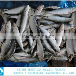 for Canned Frozen Sardine thumbnail-1