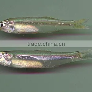 Anchovy thumbnail-1