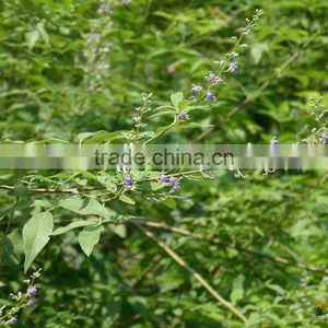 Five Leaved Chaste thumbnail-1