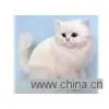 Fur Animal Decoration Gifts, Synthetic Fur Animals, Real-like Animals Dolls thumbnail-1