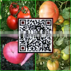 China's Shandong Province, the Best Fresh Tomato/tomato, Exported to Europe and America, Southeast Asia and India thumbnail-1