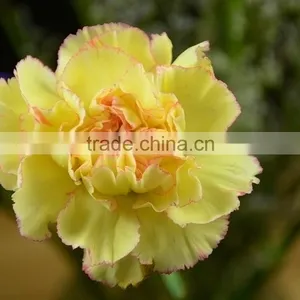 Fashionable Crazy Selling Elegant Cut Carnation Flowers thumbnail-6