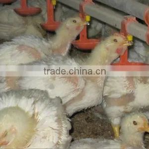 Automatic Poultry Nipple Drinking System thumbnail-5