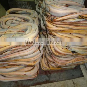 Conger Eel thumbnail-1
