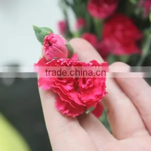 Reasonable Price Top Sell Factory Flower Carnation thumbnail-3