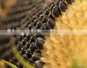 China Seed Company Sunflower Seed thumbnail-1