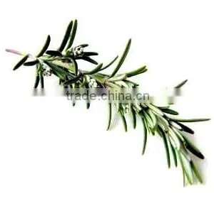 Rosmarinus Officinalis (rosemary) Leaf Oil thumbnail-1