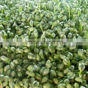 Wheat/grass/bean Growing Machine, Barley Sprout Machine Hydroponics Animal Fodder thumbnail-6