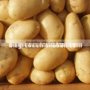 Supply Fresh Vegetables ,high Quality Fresh Potatoes for Sale thumbnail-2