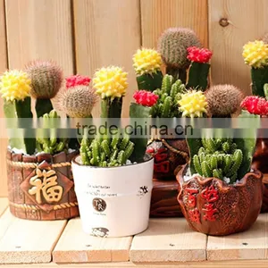 Mini Colorful Indoor Plant thumbnail-1