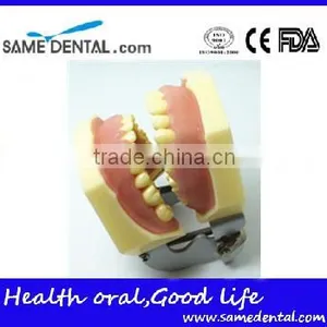 Dental Eduction Assitant No. DEA-06 thumbnail-4