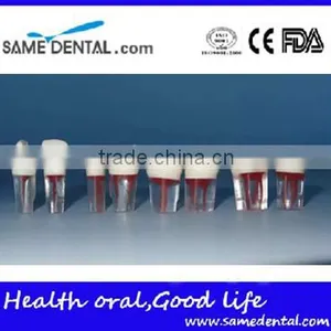 Dental Modle Internship Root Canal Tooth Model DEA-29 thumbnail-1