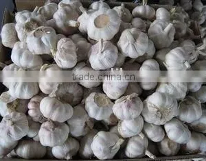 New Crop Fresh Normal White Garlic thumbnail-1