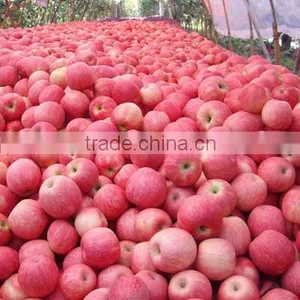2016 Fresh Fuji Apple From China Fresh Fuji Apple Price thumbnail-5