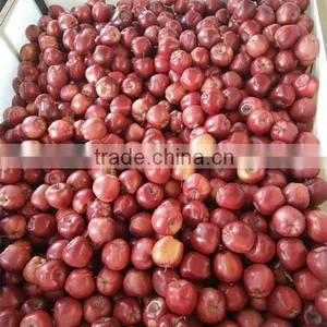 Chinese Fresh Apple Fresh Apple Fruit for Sale thumbnail-4