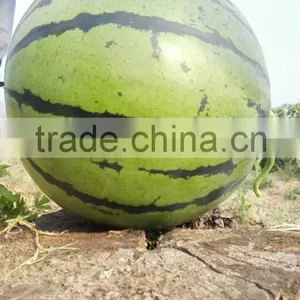 Hybrid F1 Watermelon Seeds Jia Mi No.1 thumbnail-2
